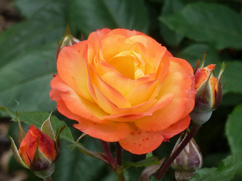 Rose mit Knospen